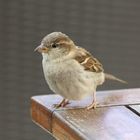 Sparrow 