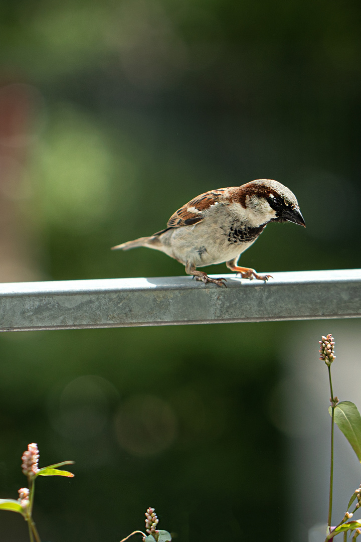 Sparrow