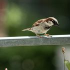 Sparrow