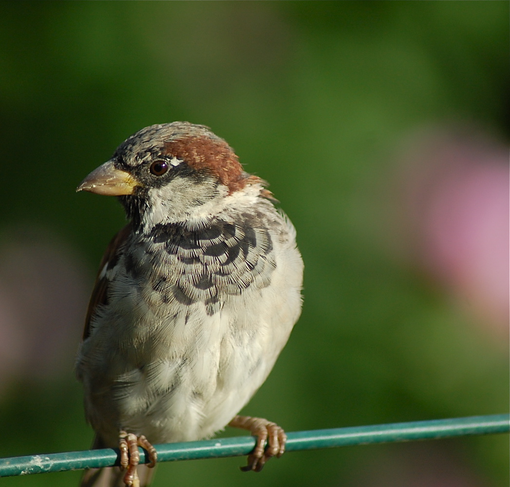 Sparrow