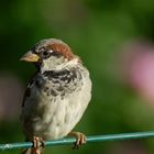 Sparrow