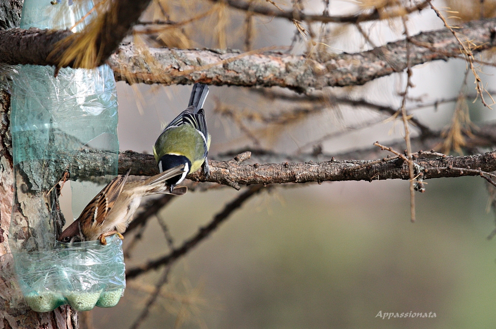 sparrow and tomtit