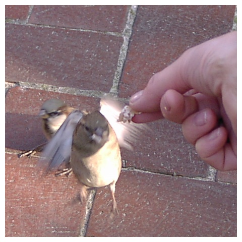 Sparrow approaching!