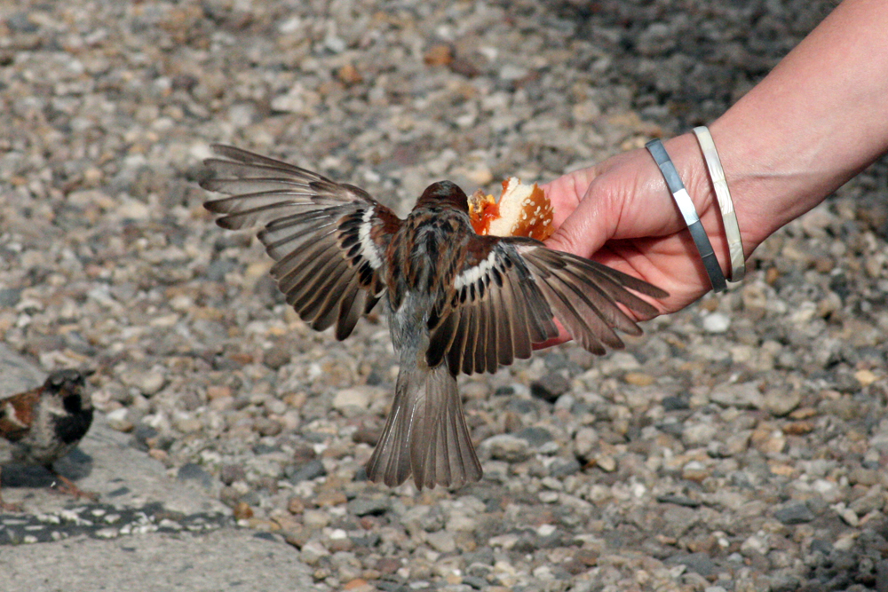 Sparrow - Burger