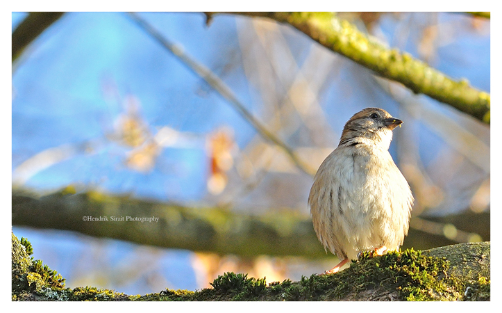 Sparrow