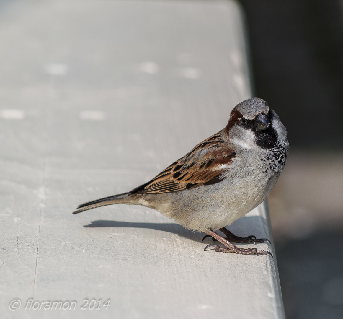 Sparrow