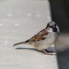 Sparrow