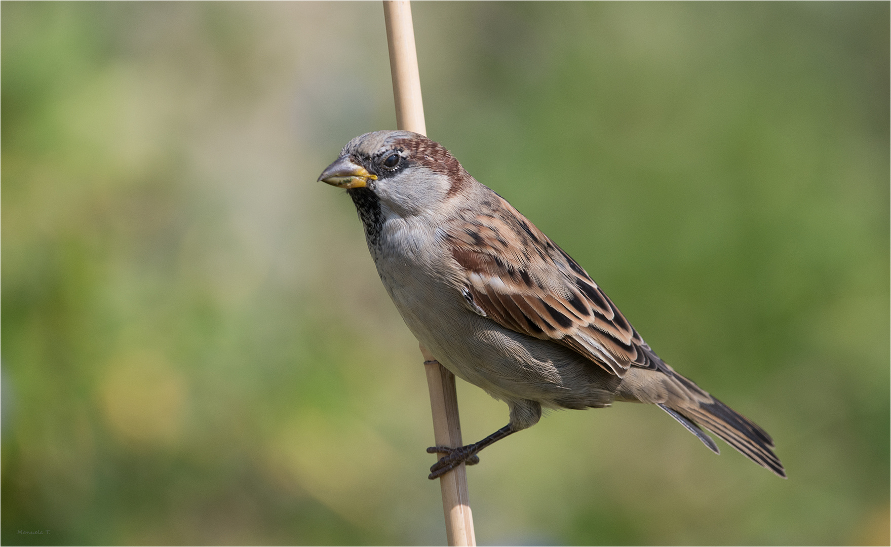 Sparrow