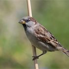 Sparrow