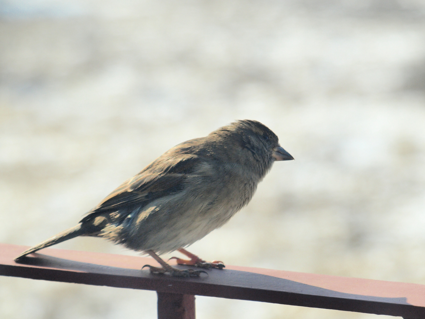 Sparrow