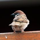 Sparrow