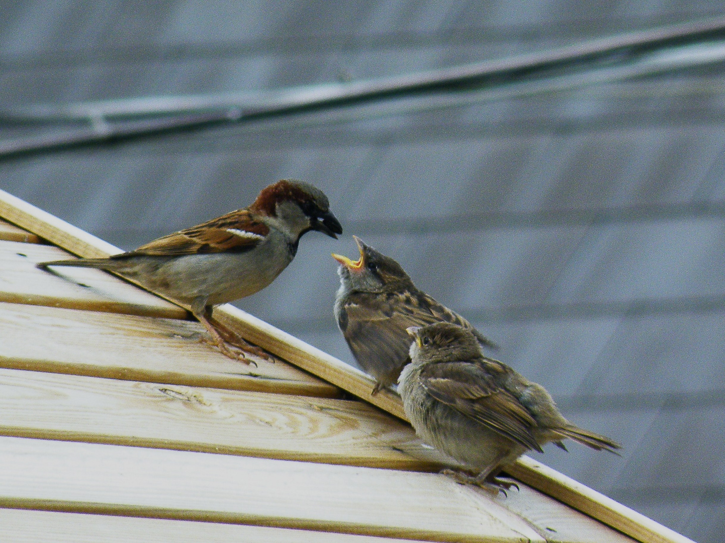 Sparrow family