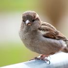 sparrow