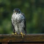 Sparrow Hawk