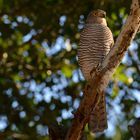 Sparrow-Hawk