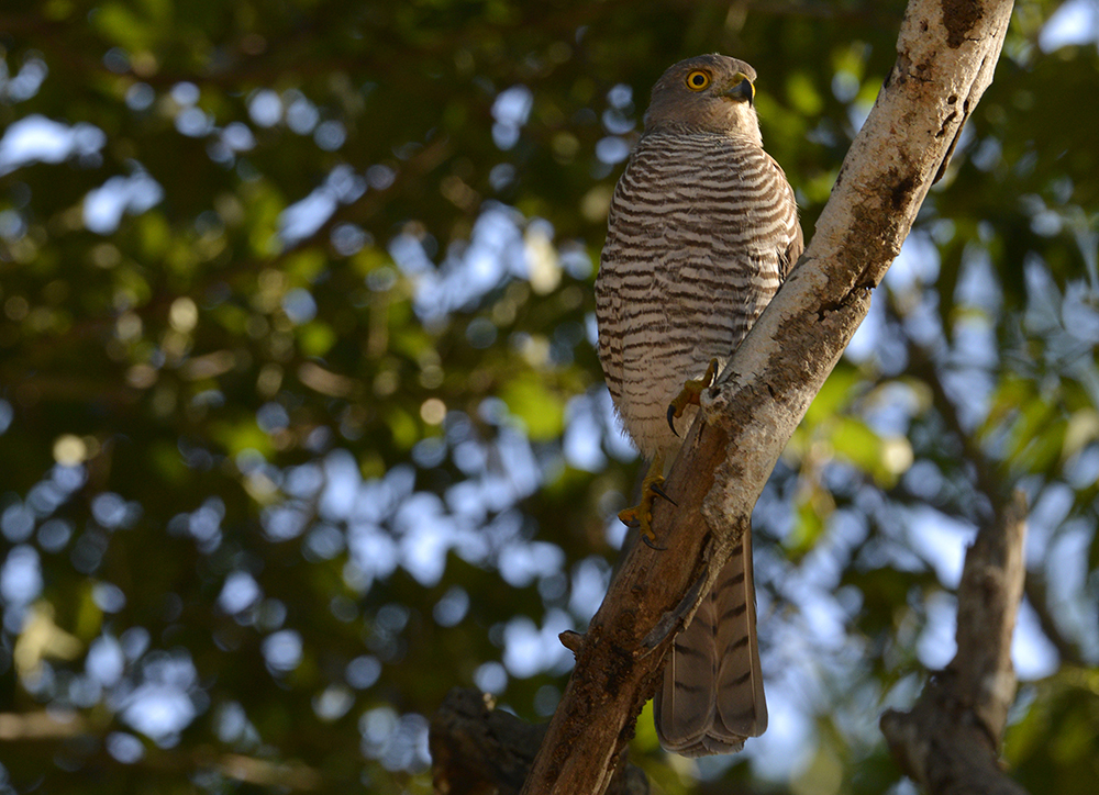 Sparrow-Hawk