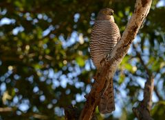 Sparrow-Hawk