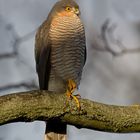 sparrow hawk