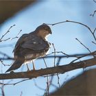 Sparrow hawk.