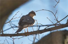 Sparrow hawk.