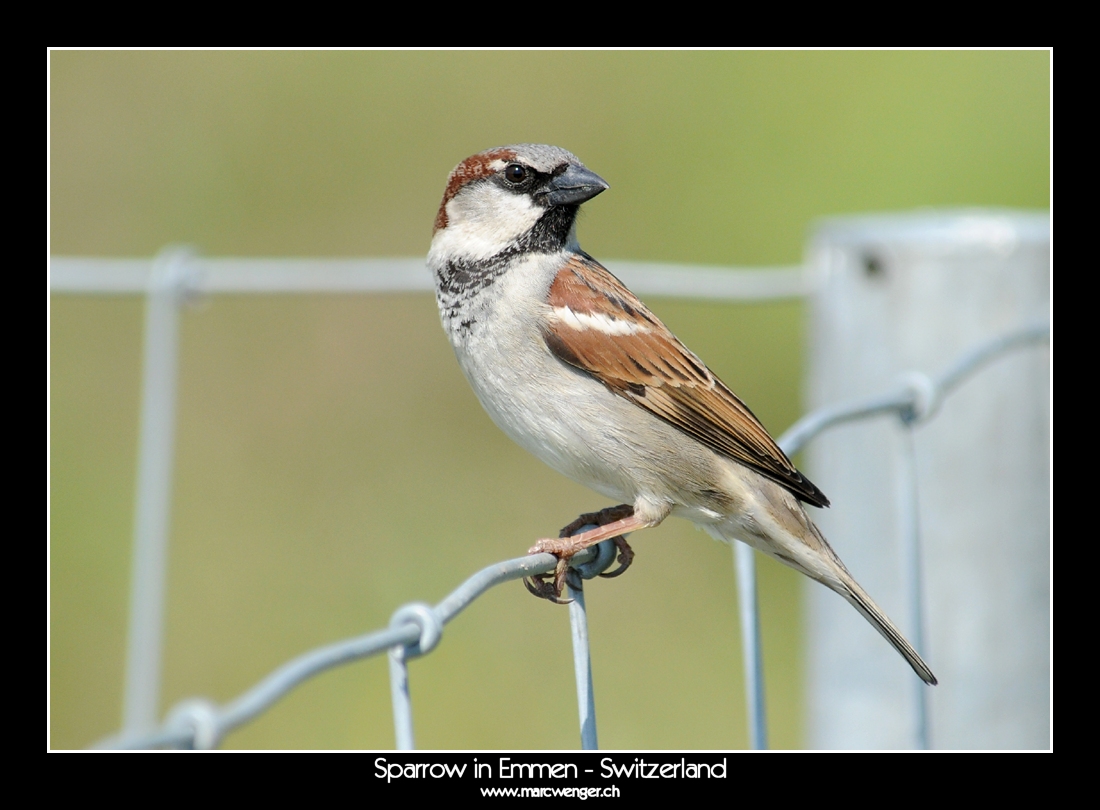 Sparrow in Emmen - Switzerland