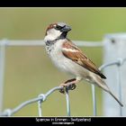 Sparrow in Emmen - Switzerland