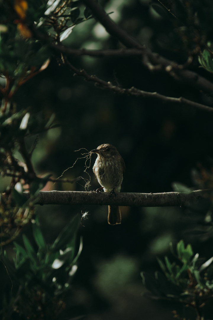 Sparrow in Sardegna