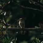 Sparrow in Sardegna