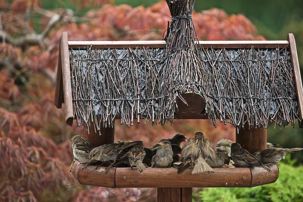 Sparrow Lunch Meeting