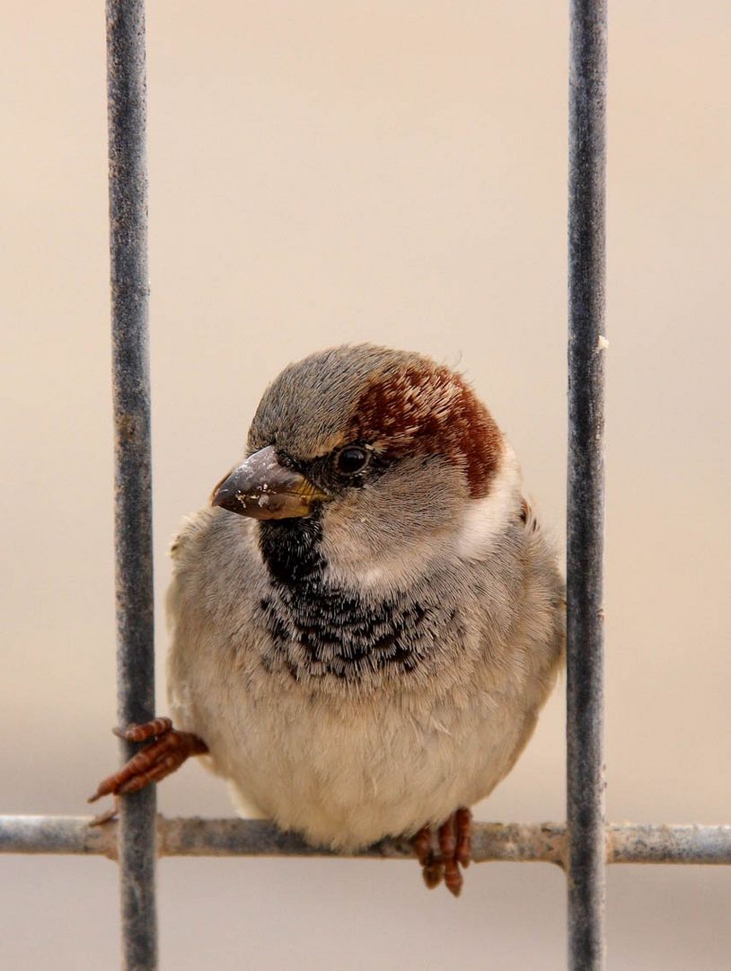 sparrow on a railing