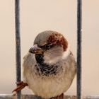 sparrow on a railing