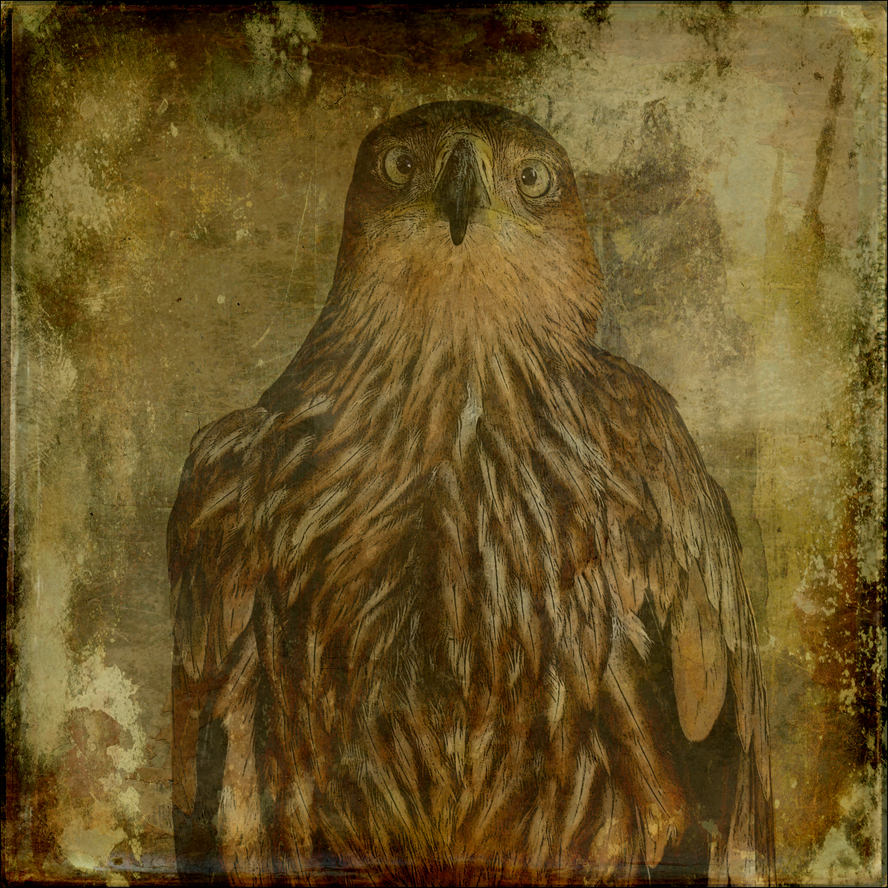 Sparrow On Texture