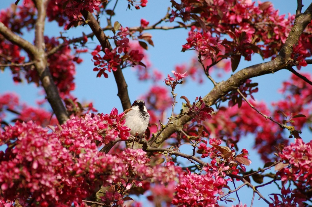 Sparrow smells the spring :-)