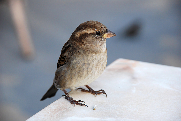 Sparrow/ Spatz