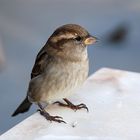 Sparrow/ Spatz