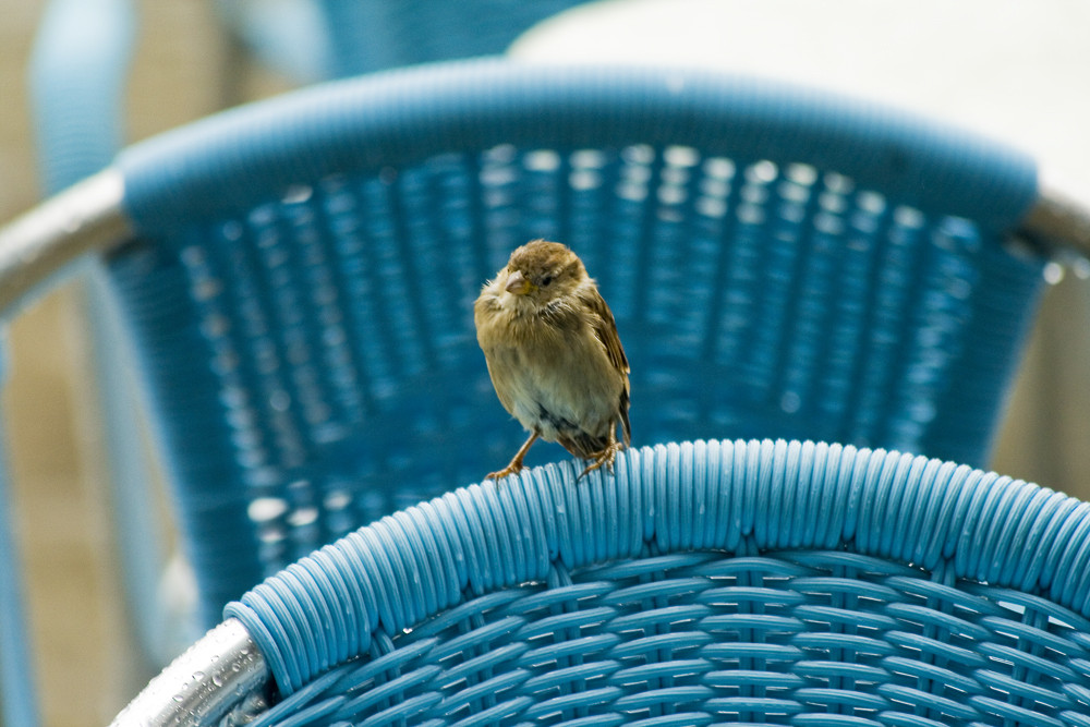 Sparrow under the rain