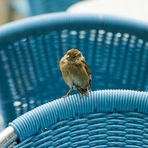 Sparrow under the rain