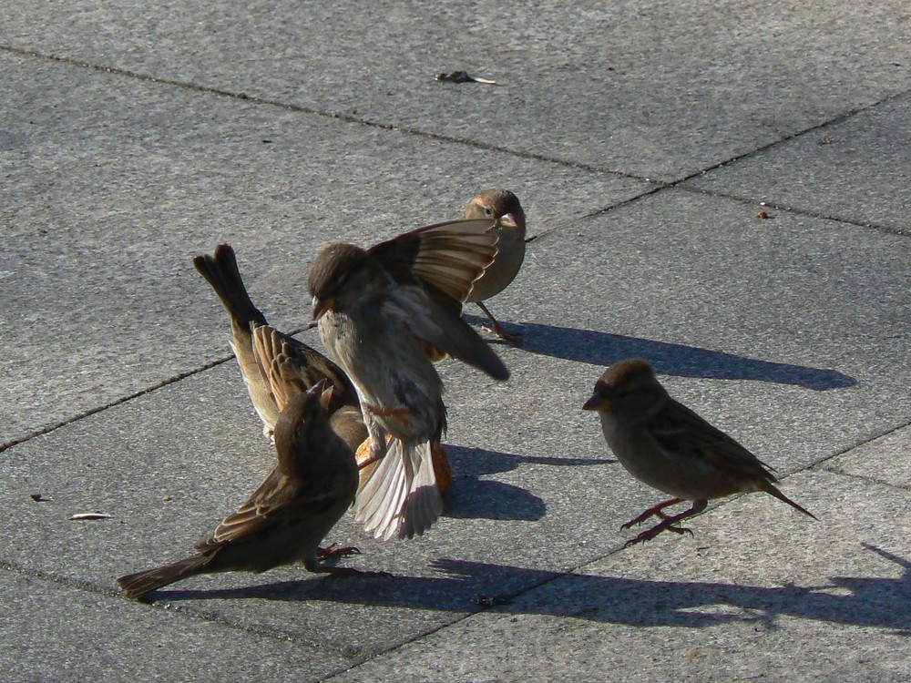 Sparrowfight ***