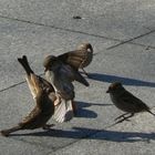 Sparrowfight ***