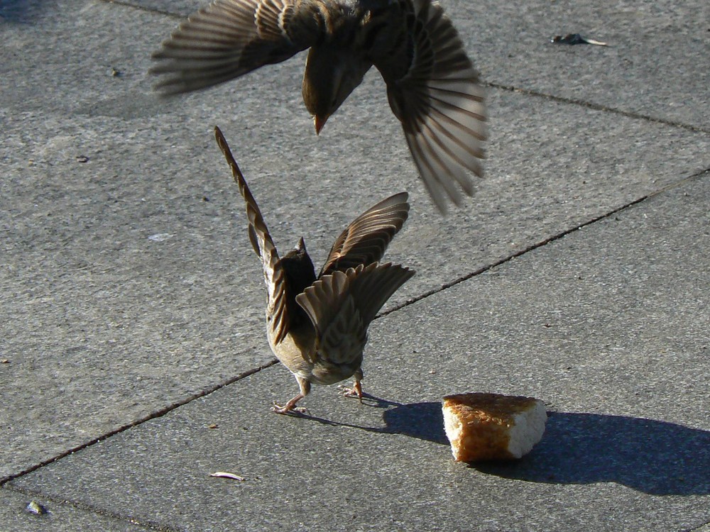 Sparrowfight **