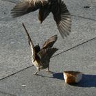 Sparrowfight **