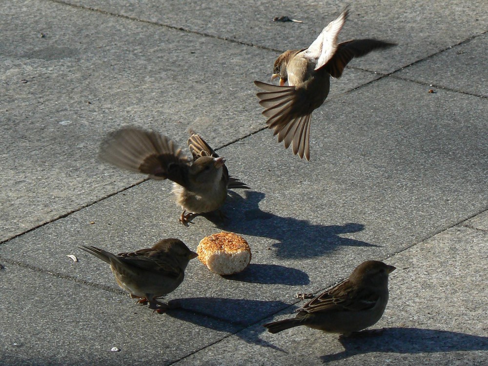 Sparrowfight *