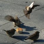 Sparrowfight *