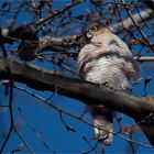 Sparrowhawk