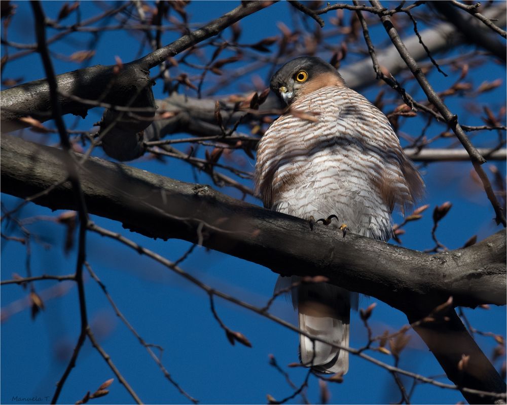 Sparrowhawk