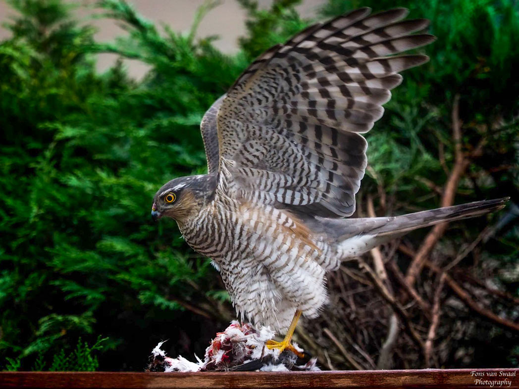 Sparrowhawk