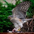 Sparrowhawk