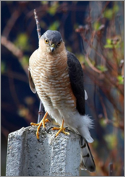 SPARROWHAWK 3