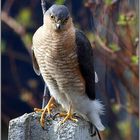 SPARROWHAWK 3