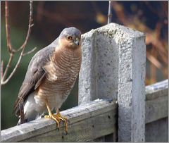 SPARROWHAWK 4